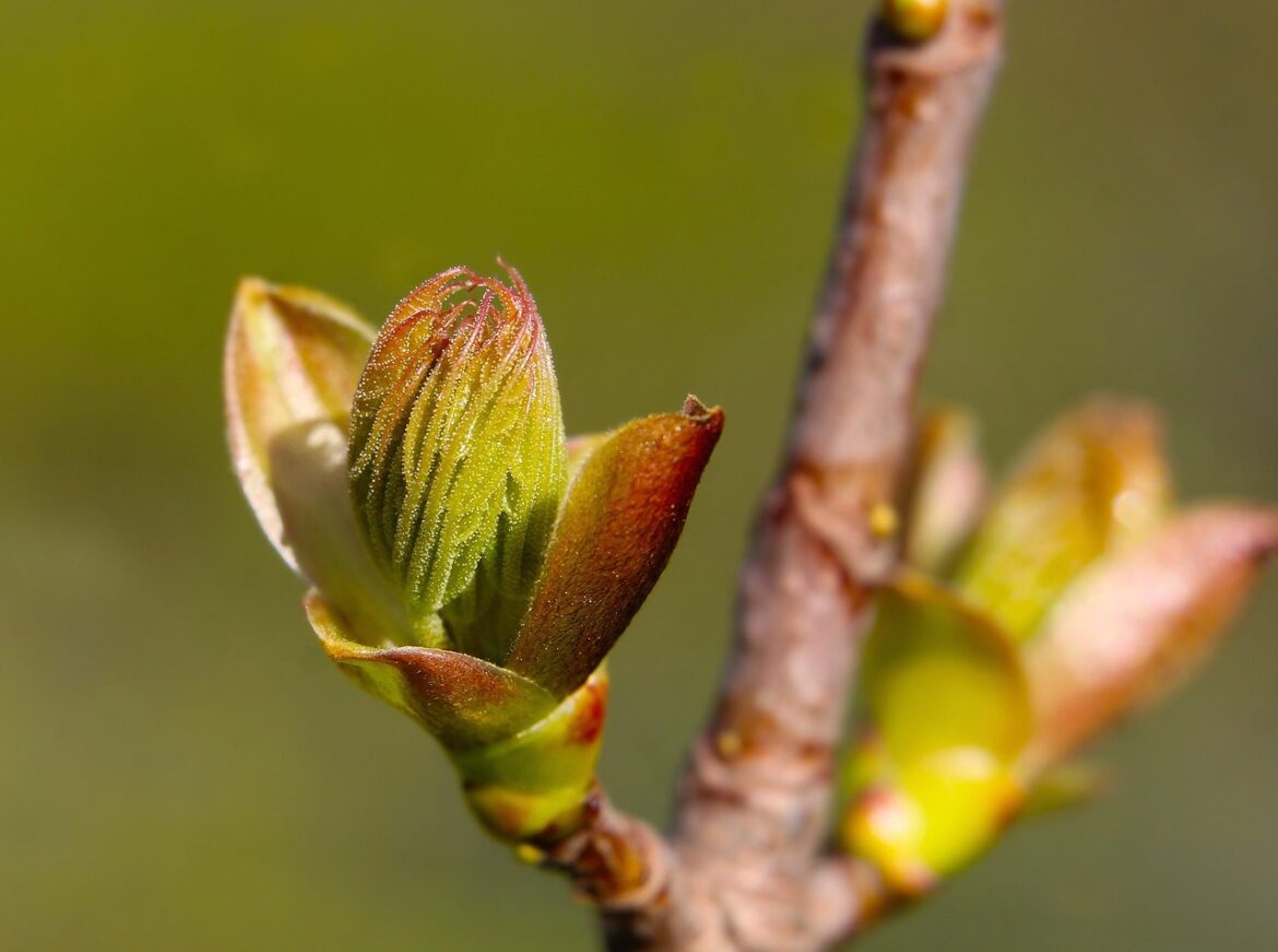 Gemmothérapie : la force des bourgeons pour se régénérer naturellement